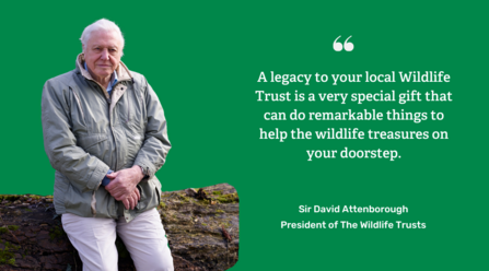 David Attenborough sat on a log with the following text next to him on a green background - A legacy to your local Wildlife Trust is a very special gift that can do remarkable things to help the wildlife treasures on your doorstep.