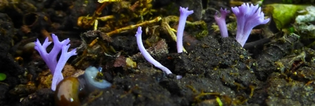 Violet Coral