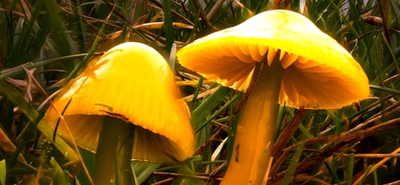 Parrot Waxcap