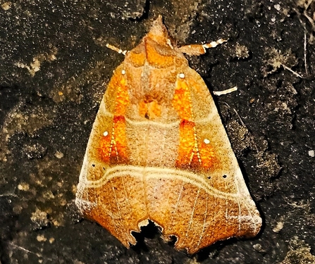 Herald Moth