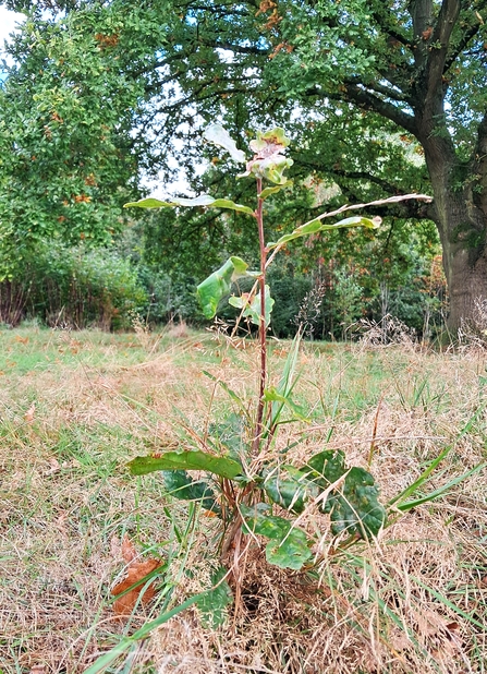 an oak sapling