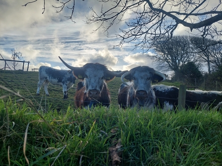 Longhorn Cattle looking over a hedge