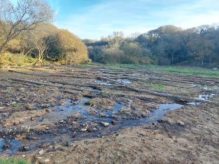 felled trees at Exmoor