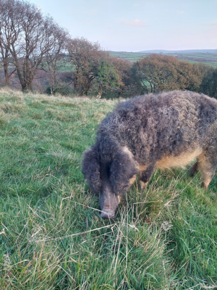 Mangalitsa pig rootling around in grass