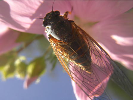  The New Forest cicada