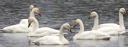 whooper swans