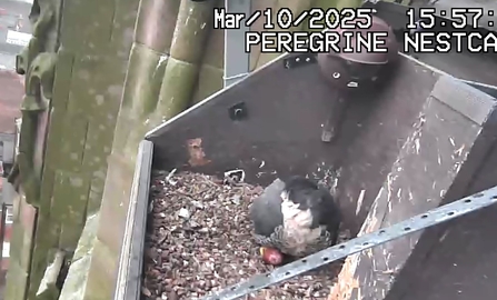 peregrine egg laid 2025