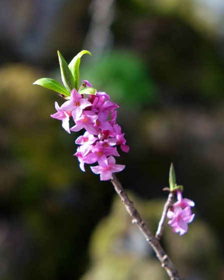 a photo of Daphne mezereon - a pink flower