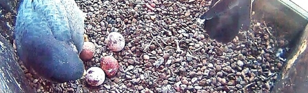 A female peregrine with her four eggs