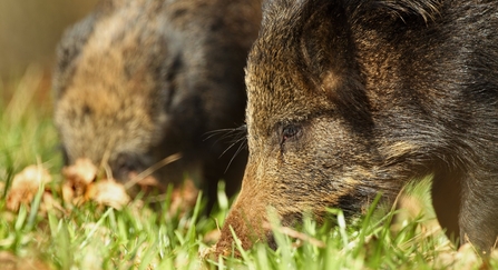 A pair of wild boar sows (Sus scrofa) forage in a woodland glade, Gloucestershire, UK 