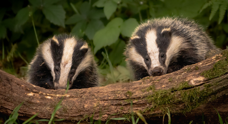 two badgers sniffing at a log