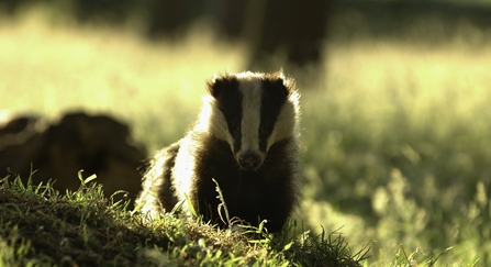 Portrait of an alert adult badger backlit by evening sunlight Derbyshire, UK