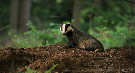 a badger in a woodland