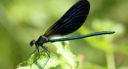 beautiful demoiselle