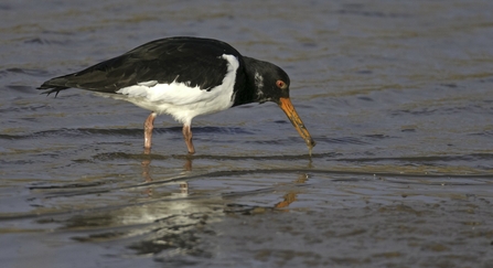 oystercatcher