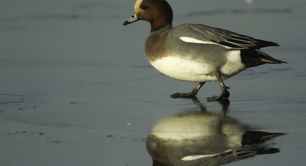 wigeon