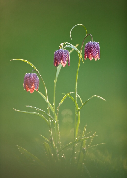 Snake's-head fritillary