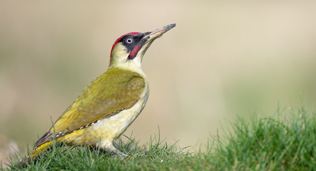 Green Woopecker