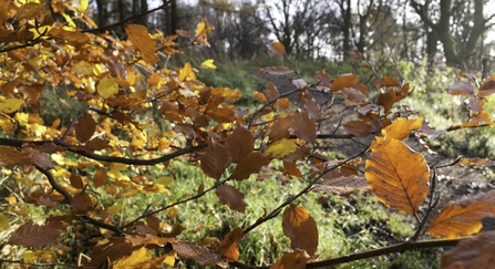 leaves
