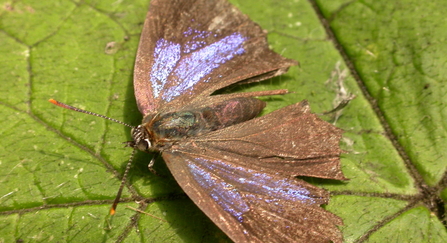 purple hairstreak