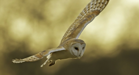 barn owl