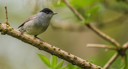 Blackcap