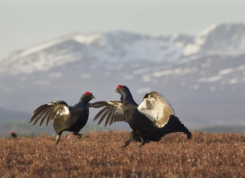 Black grouse males lekking