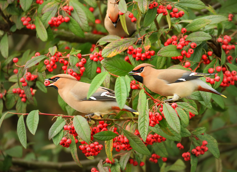 Waxwing