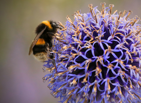 Buff-tailed Bumblebee