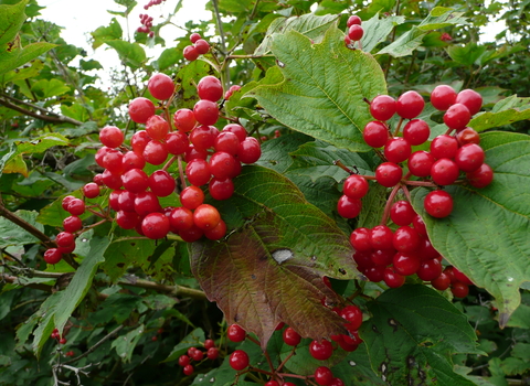 Guelder-rose