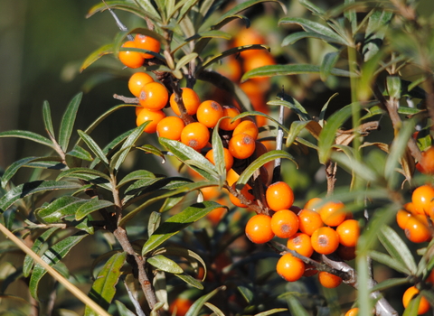 Sea-buckthorn