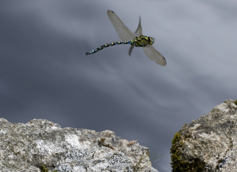 Southern Hawker