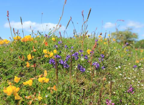 Milkwort at Gang Mine, Kieron Huston