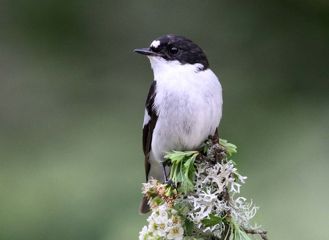 Pied flycatcher, Margaret Holland