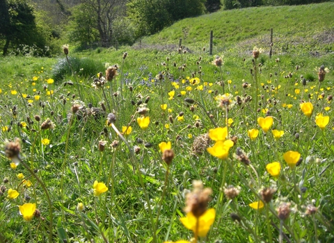 Rose End Meadows, Roy Smith