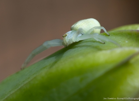 crab spider on leaf