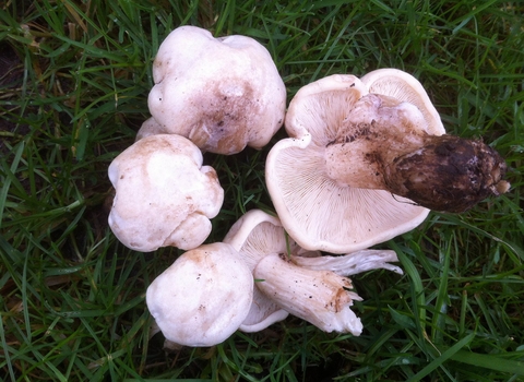 St George's Mushroom