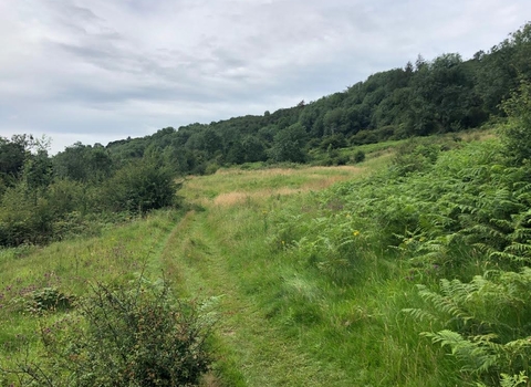 Thornhill Carr Nature Reserve