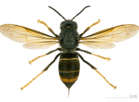 Asian Hornet