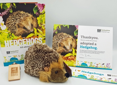 Hedgehog adoption pack