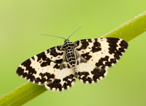 An argent & sable moth perched on a grass stem with its black and white wings spread