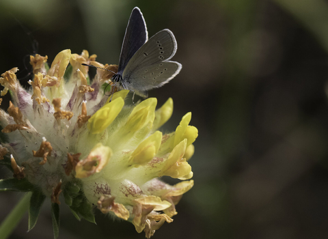 A small blue butterfly, with dusky silver-blue underwings and dark, blackish upperwings, feeds on the bright yellow flower of a kidney vetch