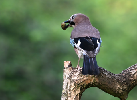 a jay perched on a branch with an acorn in its beak