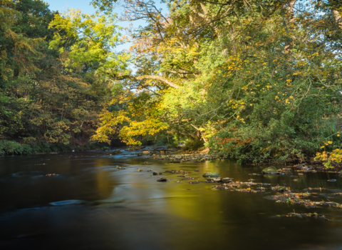 a river with overhanging trees and sunlight breaking through