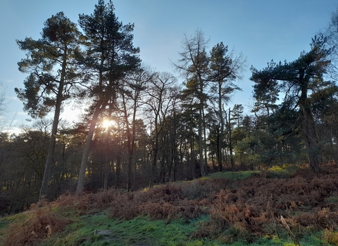 the setting sun behind trees with bracken in the foreground