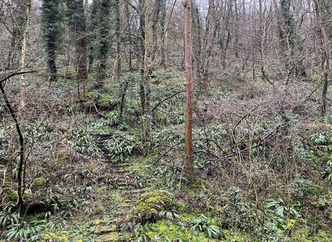 View up into Slinter woods 