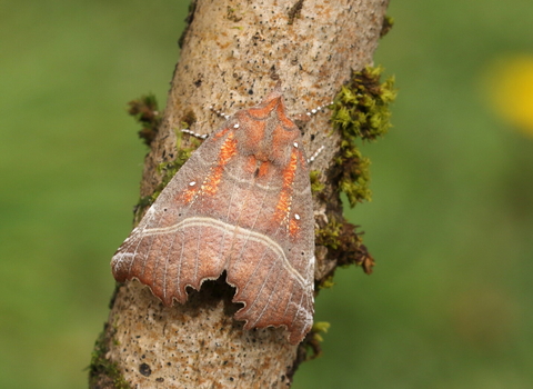 A herald moth resting on a branch