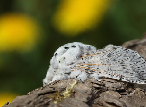 A big, fluffy puss moth resting on a tree branch